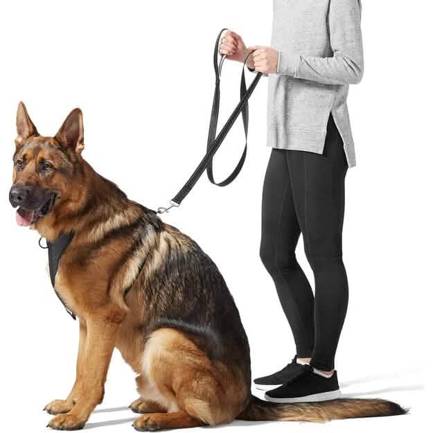 5 Foot Padded Single Handle Dog Leash