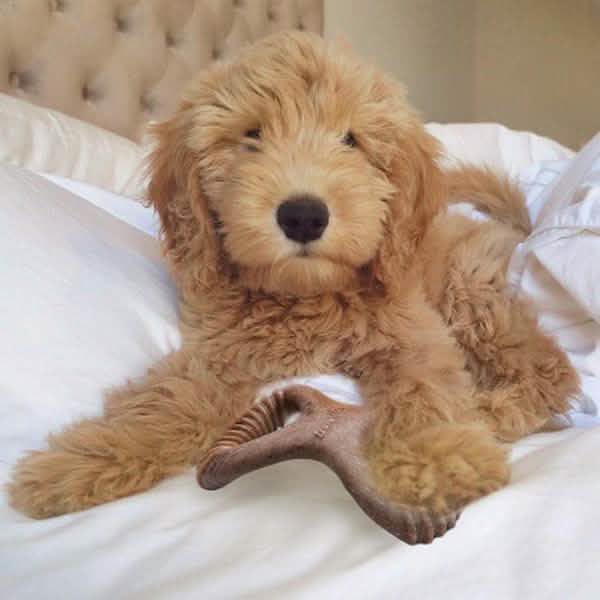 3-Pack: Lumabone Small Bacon Dental Dog Chew Toy